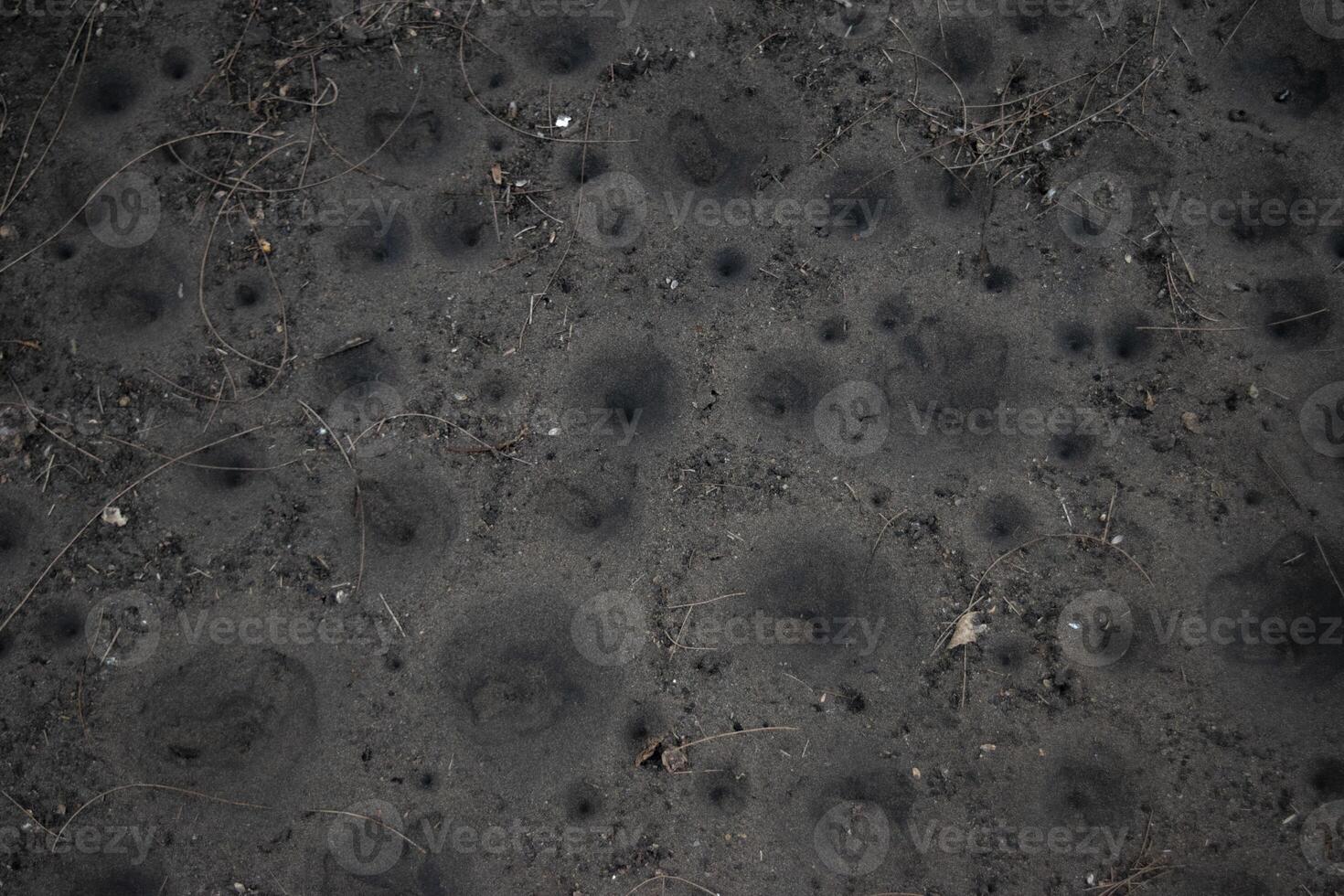 The texture of sands surface with funnel-shaped pit traps built by antlion larvae, species of predator insect in the neuropteran family Myrmeleontidae photo