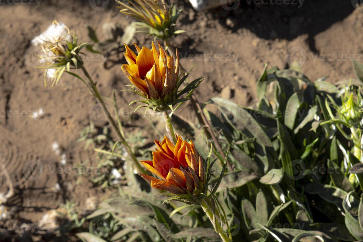 Gazania flowers that have not yet fully bloomed, a genus of flowering plants in the family Asteraceae photo