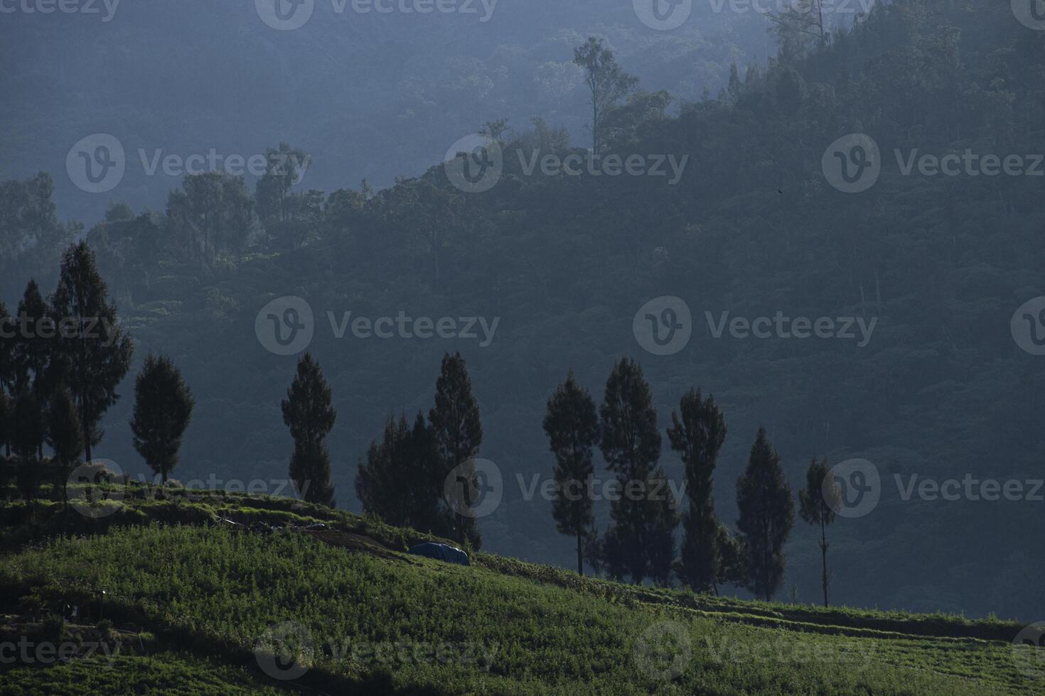 Beautiful view of a hillside with pine trees and misty mountains in the background. A peaceful atmosphere in the countryside in the morning. photo