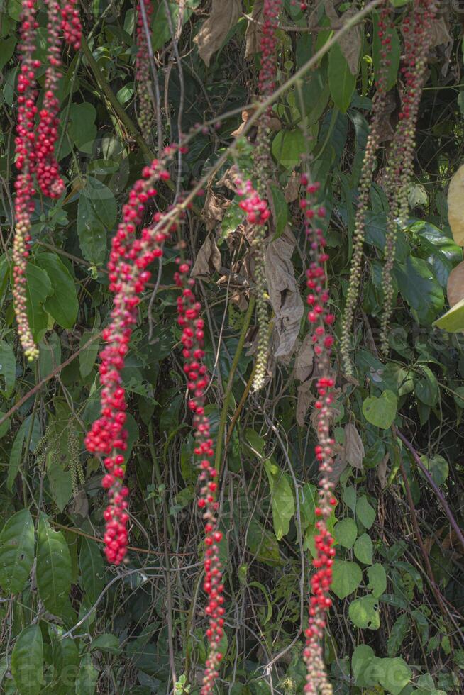 Selective focus of wild berries suspected to be Coccoloba porphyrostachys Gomez Laur with the common name Califlower treeweed photo