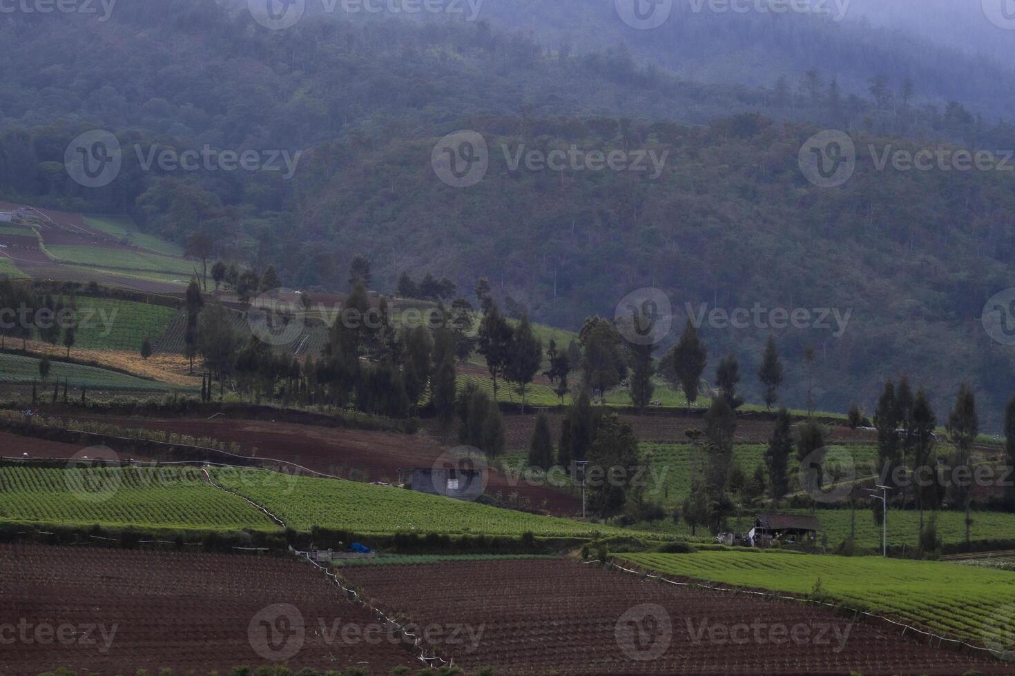 An agricultural field on the valley with some pine trees in the morning. A tranquil scene of a countryside in East Java, Indonesia. photo