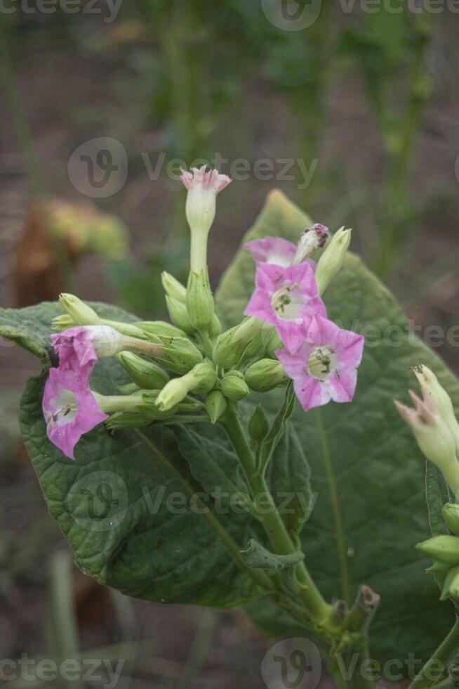 A bunch of blooming tobacco flowers in the garden, a plant contains highly addictive stimulant alkaloid nicotine as mainly used for smoking in cigarettes and cigars, as well as pipes and shishas photo