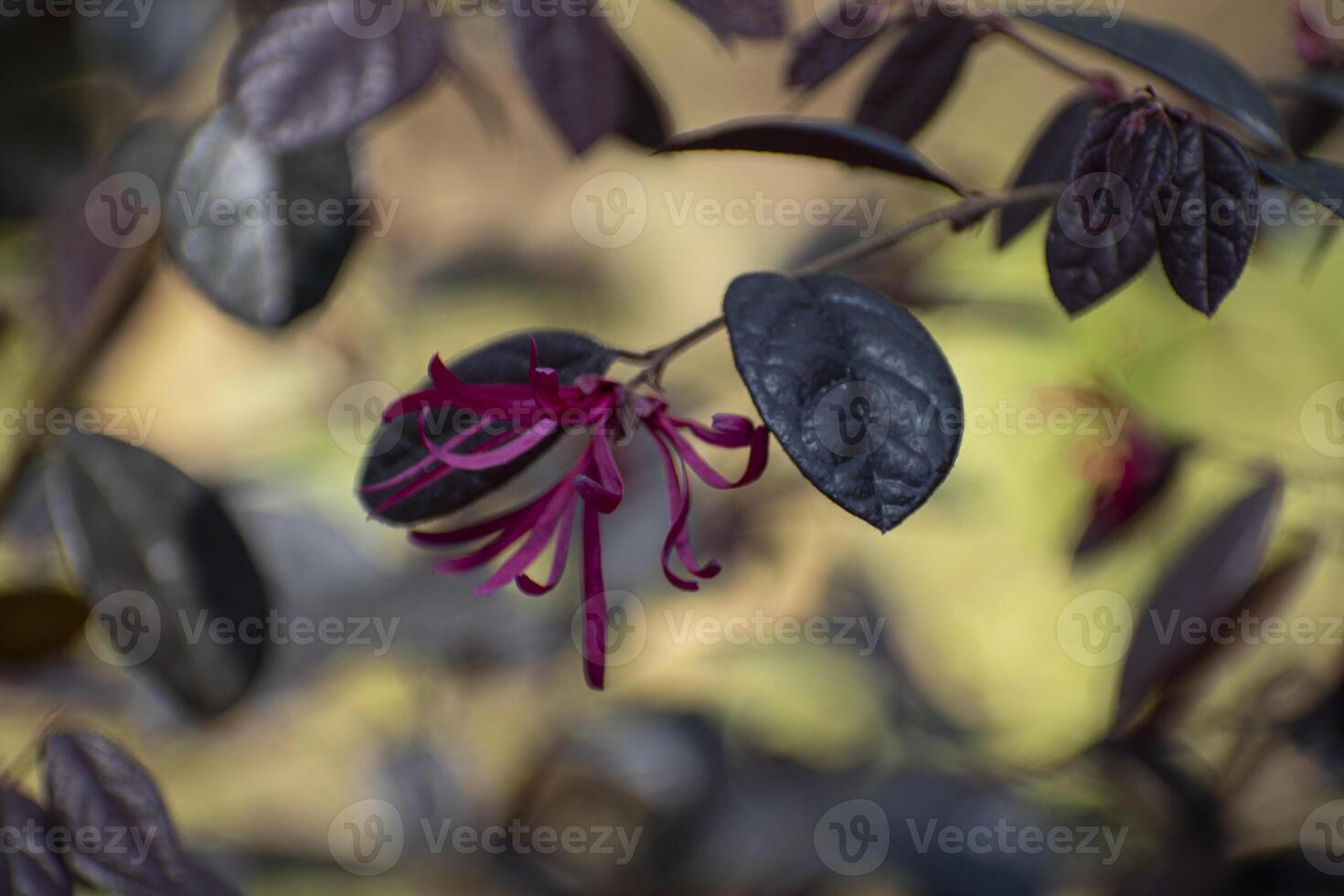 Loropetalum, a genus of four species of shrubs or small trees in the witch-hazel family, Hamamelidaceae, native to China, Japan, and south-eastern Asia. photo