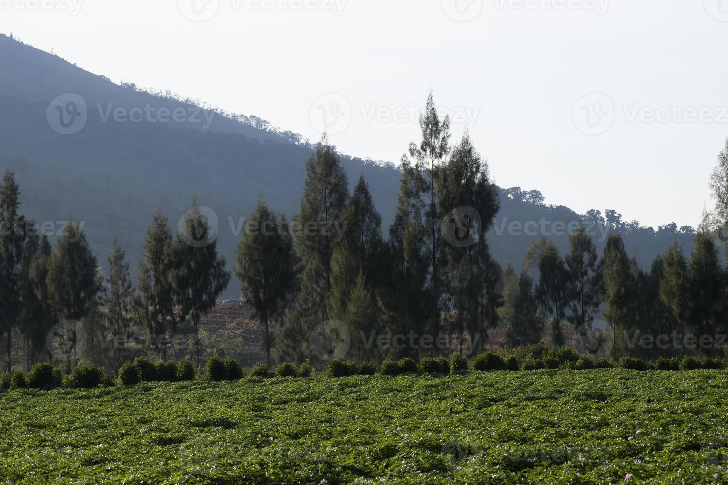 Potato plantation in a valley with pine trees. A peaceful atmosphere in the countryside in East Java, Indonesia. photo