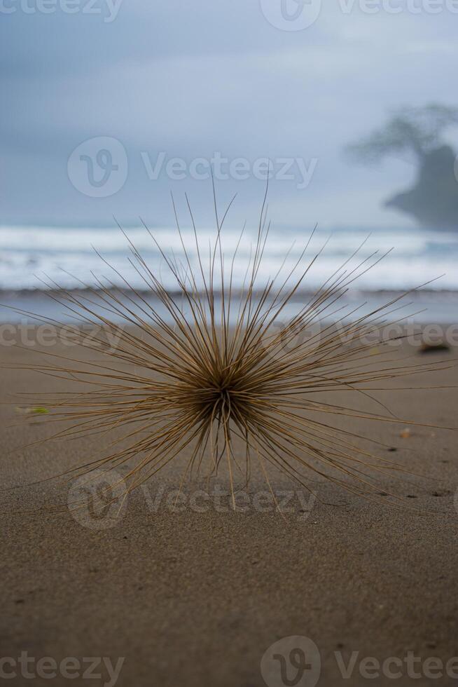 Spinifex is a genus of perennial coastal plants in the grass family, one of the most common plants that grow in sand dunes along the coasts photo