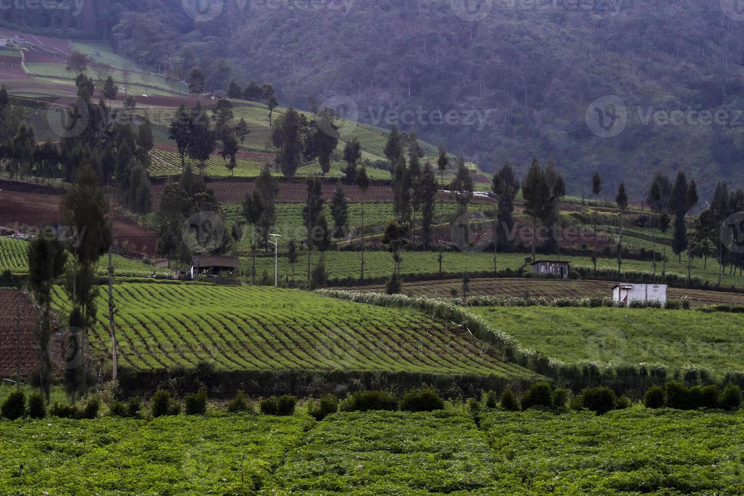 A valley of agricultural field with a forest in the background. Tranquil scene of a countryside in Batu, East Java, Indonesia. photo