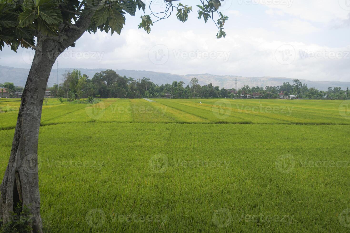 A peaceful view in the countryside with stretches of rice fields that are starting to turn yellow. photo