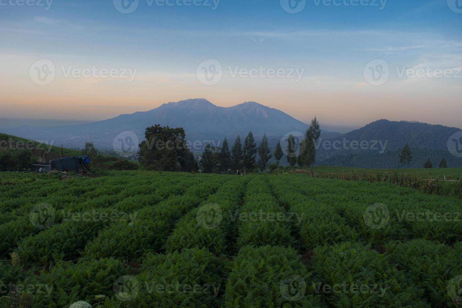 Carrot plantation plots with mountains in the background in the morning. photo