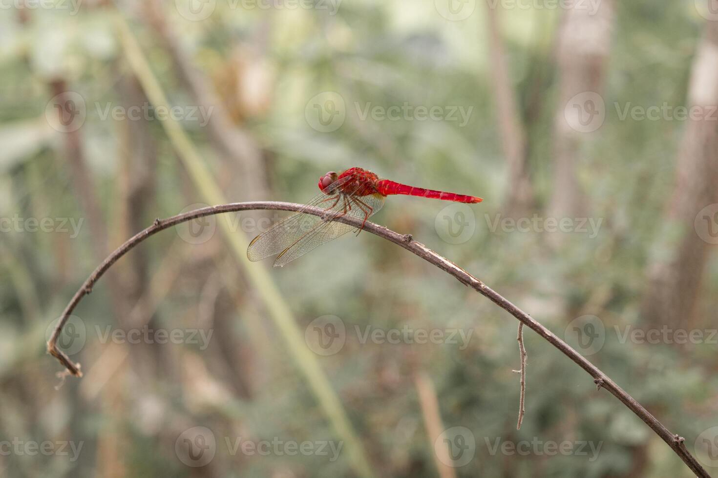 Sympetrum fonscolombii, The red-veined darter or nomad, is a dragonfly of the genus Sympetrum. photo