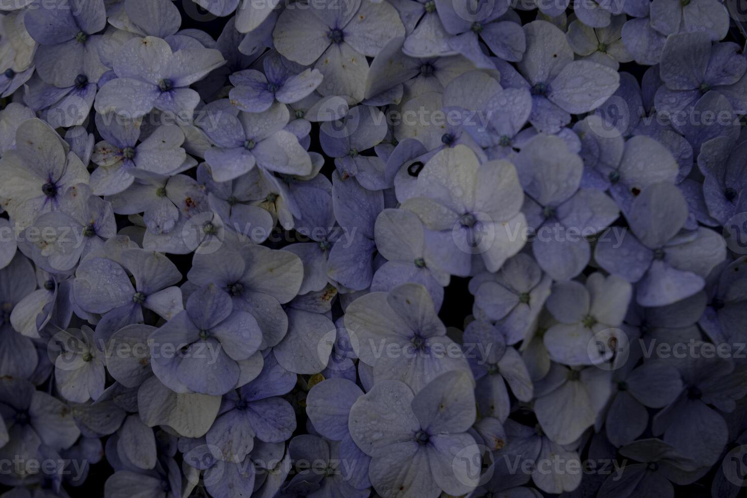 Fill the frame view of Hydrangea, commonly named the hortensia, a genus of flowering plants native to Asia and the Americas. photo