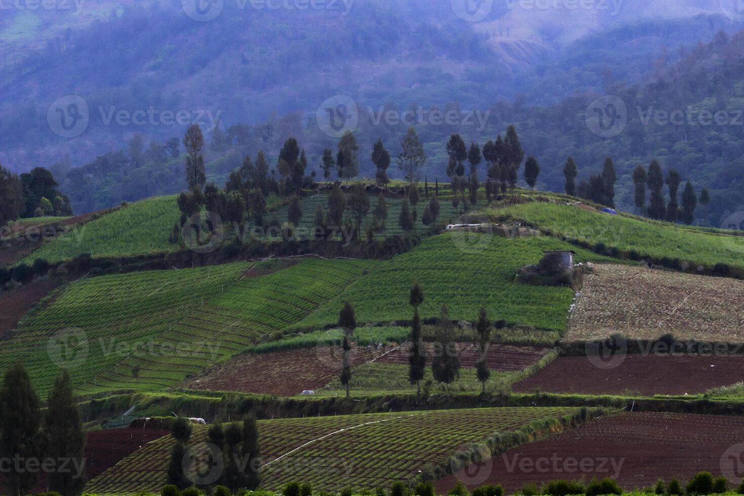 Beautiful agricultural hills with pine trees and the forest in the background. photo