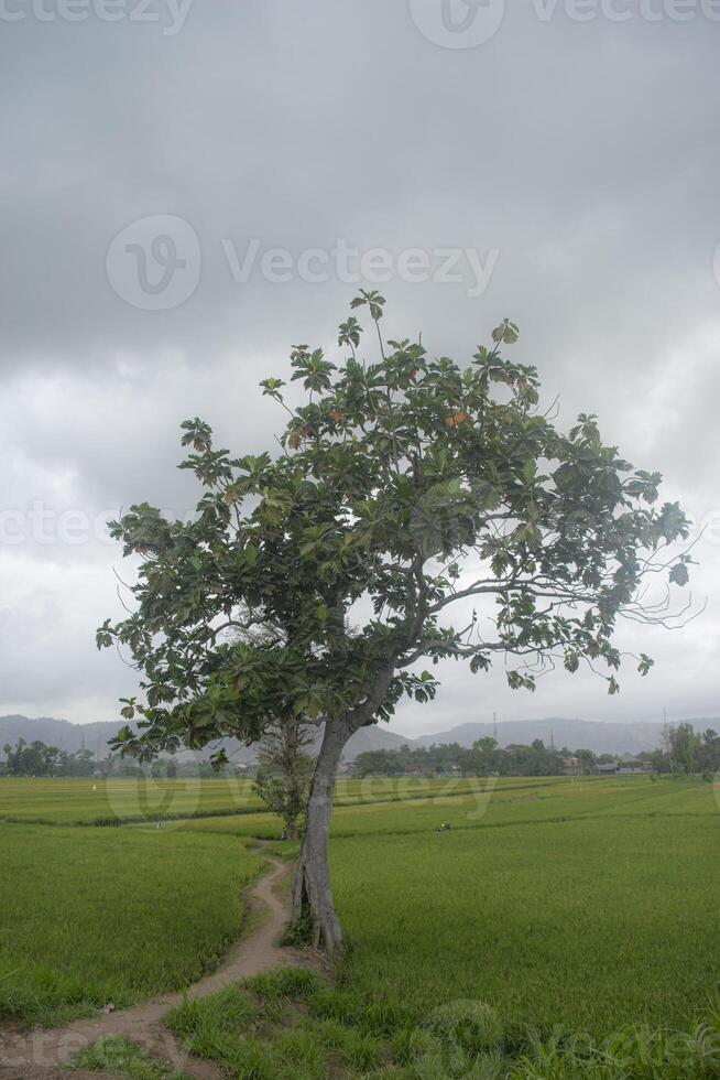 A tranquil scene in the rural area with a pathway that cuts through rice fields and a shady tree. photo