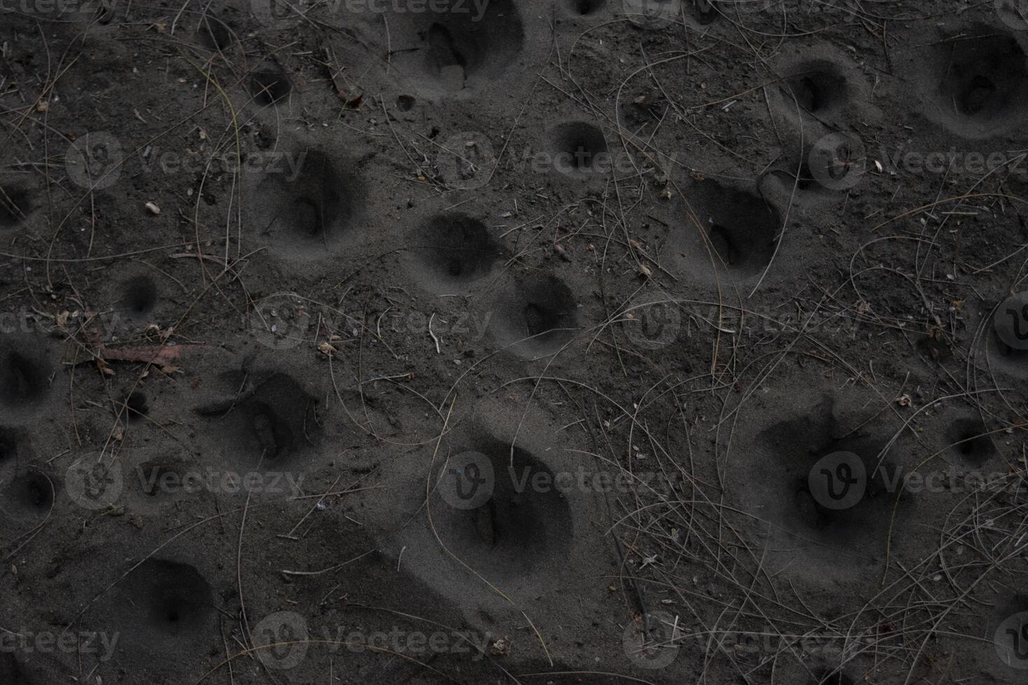 Sands surface with funnel-shaped pit traps built by antlion larvae, species of predator insect in the neuropteran family Myrmeleontidae photo