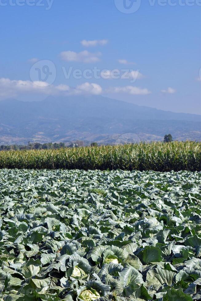 Cabbage farming in a village with mountains in the background photo