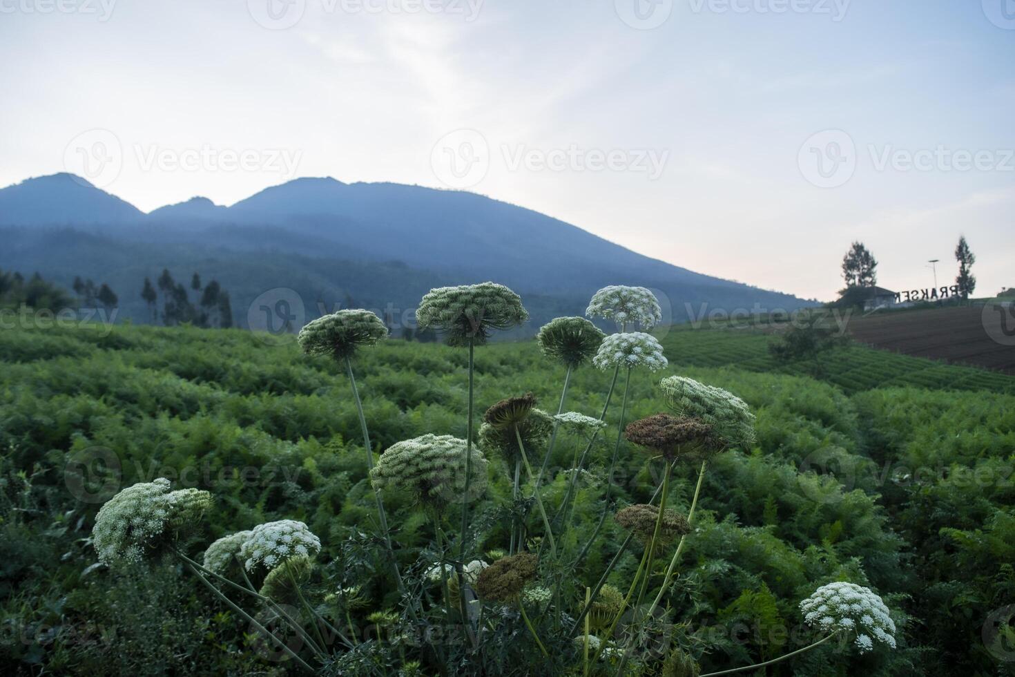 A lush carrot plantation on a hill with mountains in the background. A serene atmosphere in a rural area in Batu, East Java, Indonesia. photo