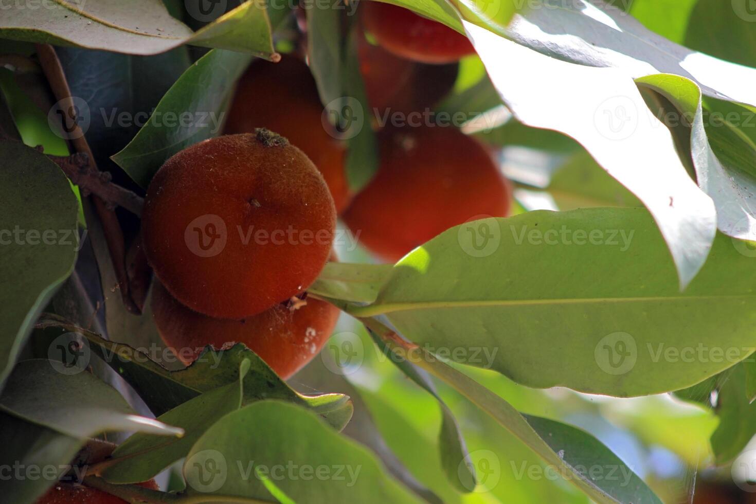 A bunch of Diospyros blancoi, known as velvet apple, velvet persimmon, kamagong, bisbul or mabolo tree, an edible fruit with a soft, creamy, pink flesh, with a taste and aroma comparable to peaches. photo