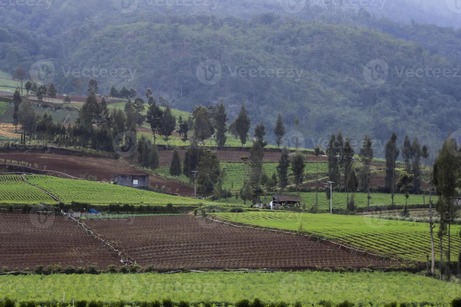 An agricultural field on the hill side with some pine trees. A tranquil scene of a countryside in East Java, Indonesia. photo