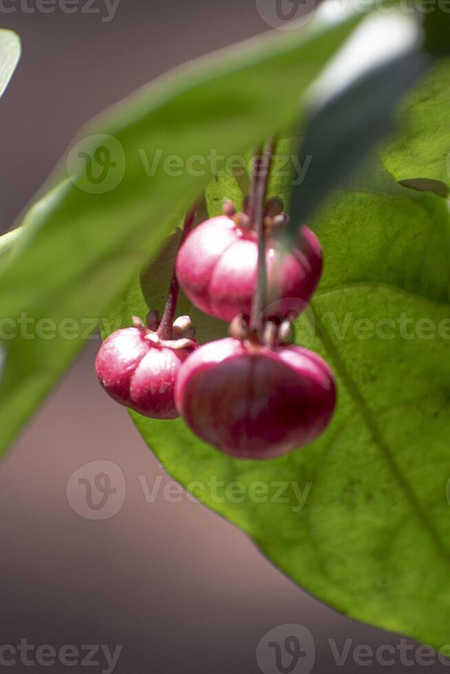 Close up view of mini Garcinia fruits, commonly known in Indonesia as Japanese or mini mangosteen. photo