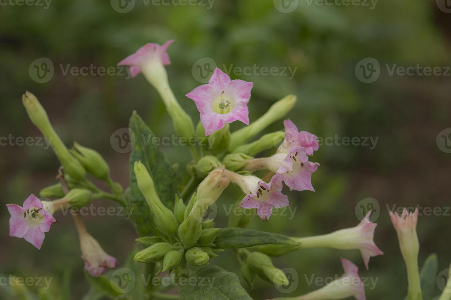 Close-up view of a bunch of tobacco flowers, a plant contains highly addictive stimulant alkaloid nicotine as mainly used for smoking in cigarettes and cigars, as well as pipes and shishas photo