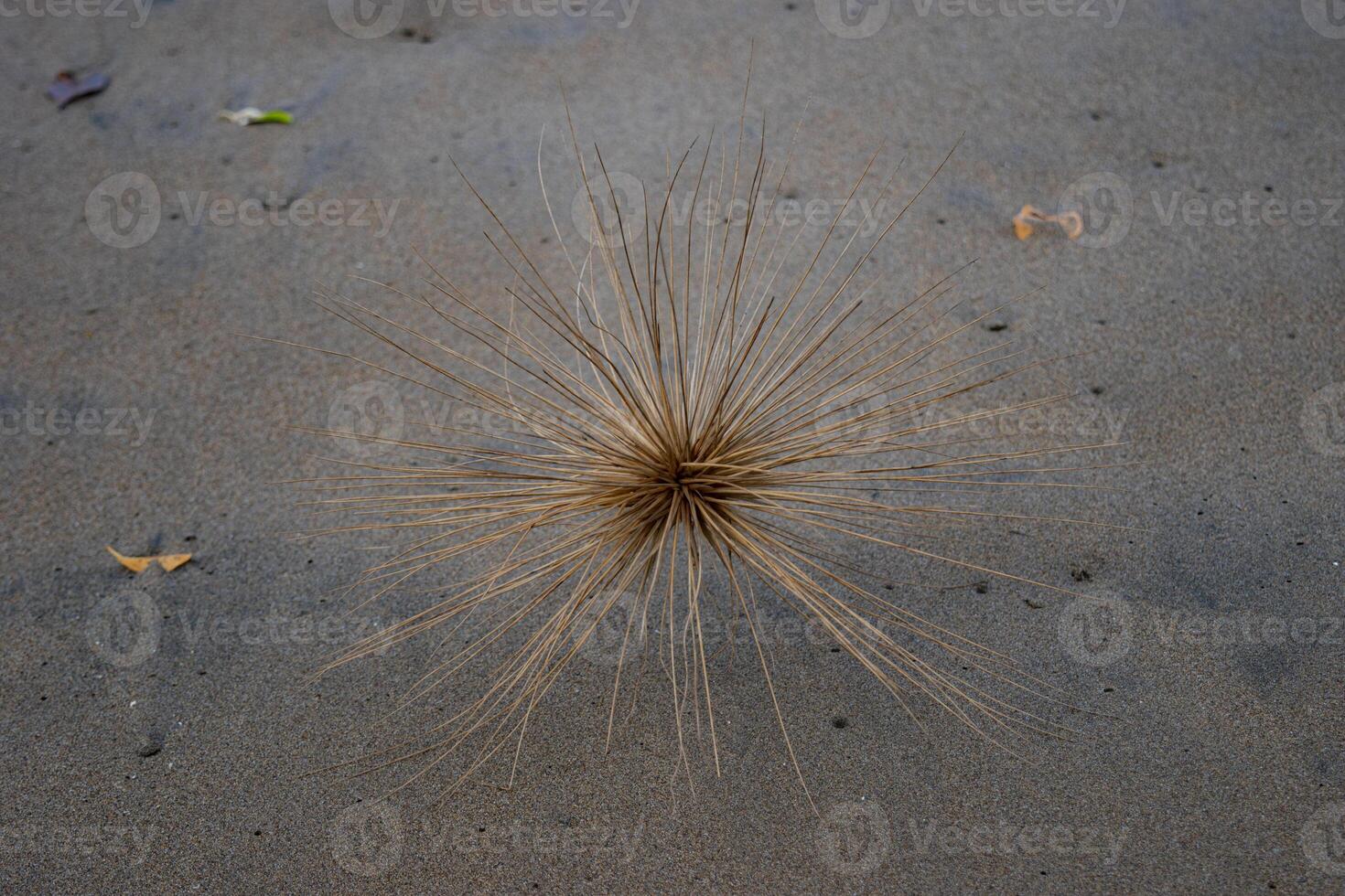 High angle view of Spinifex, a genus of perennial coastal plants in the grass family, one of the most common plants that grow in sand dunes along the coasts photo