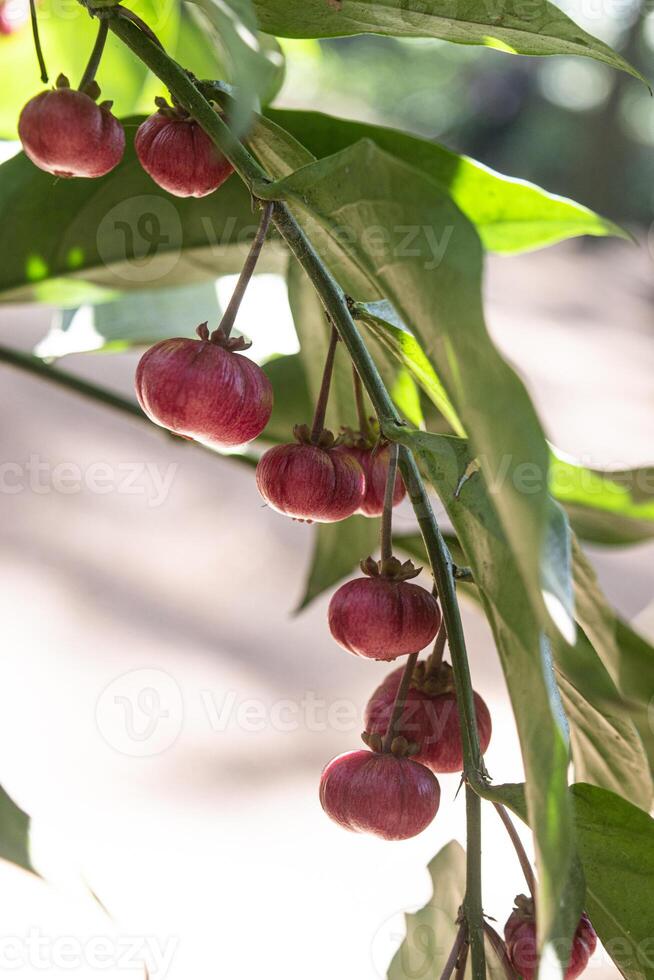 Close up view of a cluster of mini Garcinia fruits, commonly known in Indonesia as Japanese or mini mangosteen. photo