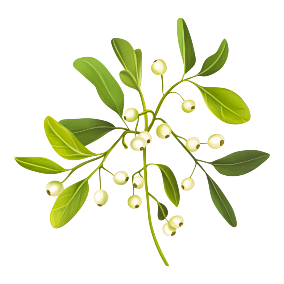 Fresh Green Leaves with White Berries on a Branch png