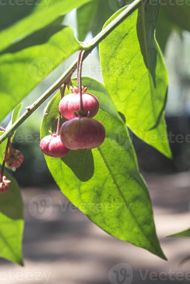 Close up view of a group of raw mini Garcinia fruits, commonly known in Indonesia as Japanese or mini mangosteen. photo