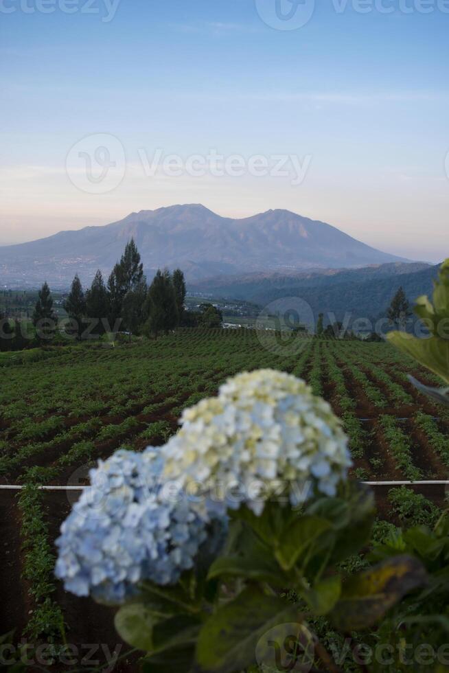 Beautiful blooming Hydrangea with cultivation land and a mountain in the background, commonly named the hortensia, a genus of flowering plants native to Asia and the Americas. photo