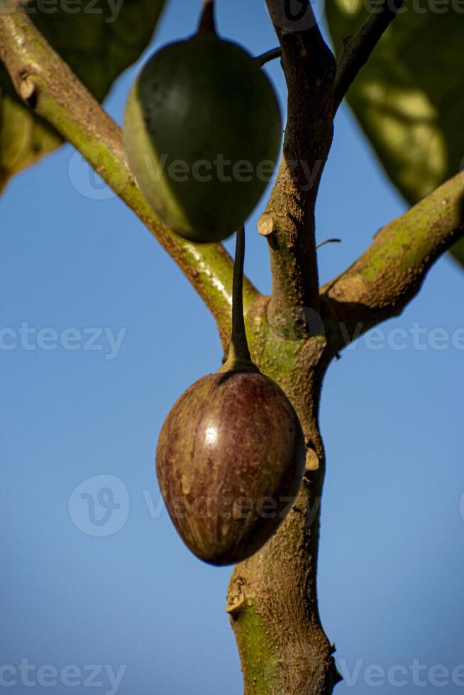 Close up view of tamarillos Solanum betaceum, a tree or shrub with egg shaped edible fruit with common names include tree tomato, blood fruit, and terong Belanda or Dutch eggplant. photo