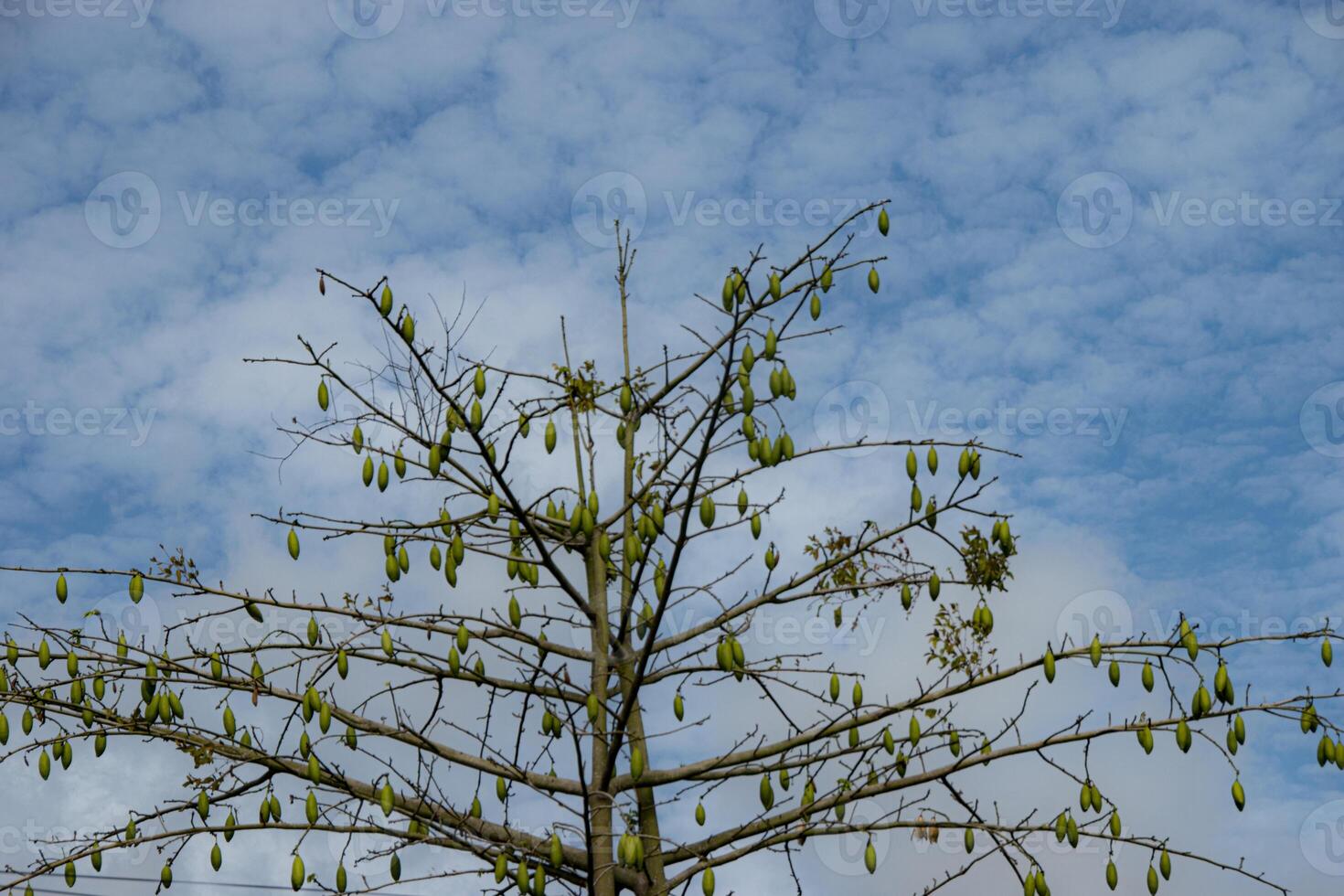 Ceiba pentandra tree which deciduous in the dry season, cultivated for its cottonlike seed fiber and is also known as the Java cotton, Java kapok, silk-cotton or samauma. photo