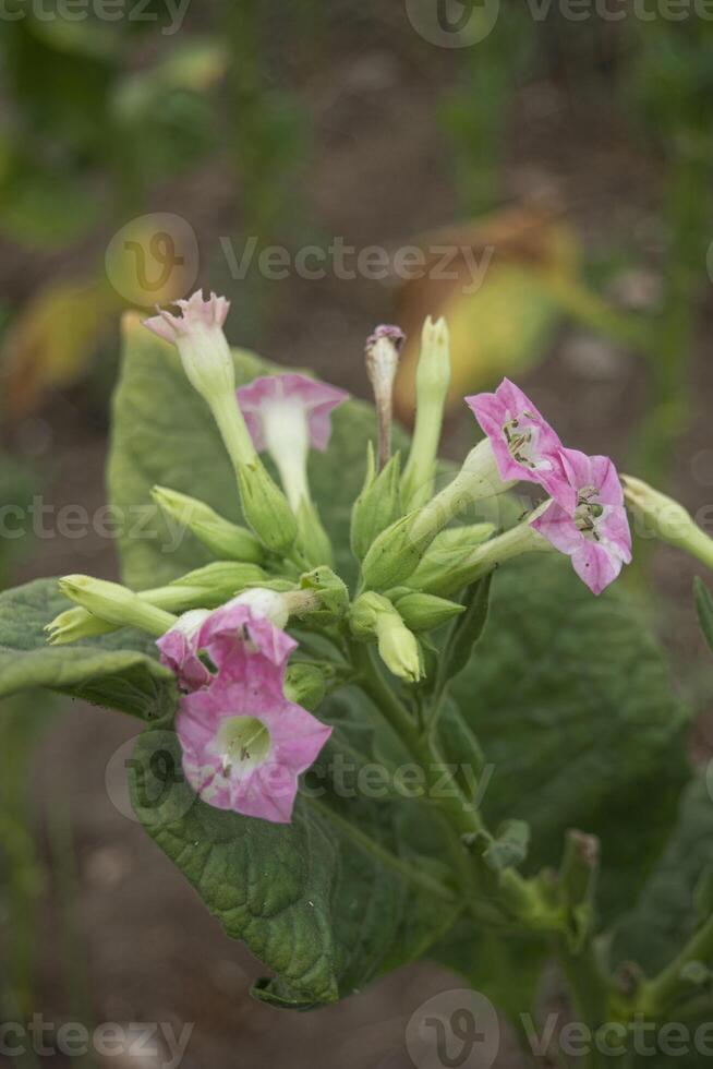 A cluster of tobacco flowers in the plantation, a plant contains highly addictive stimulant alkaloid nicotine as mainly used for smoking in cigarettes and cigars, as well as pipes and shishas photo