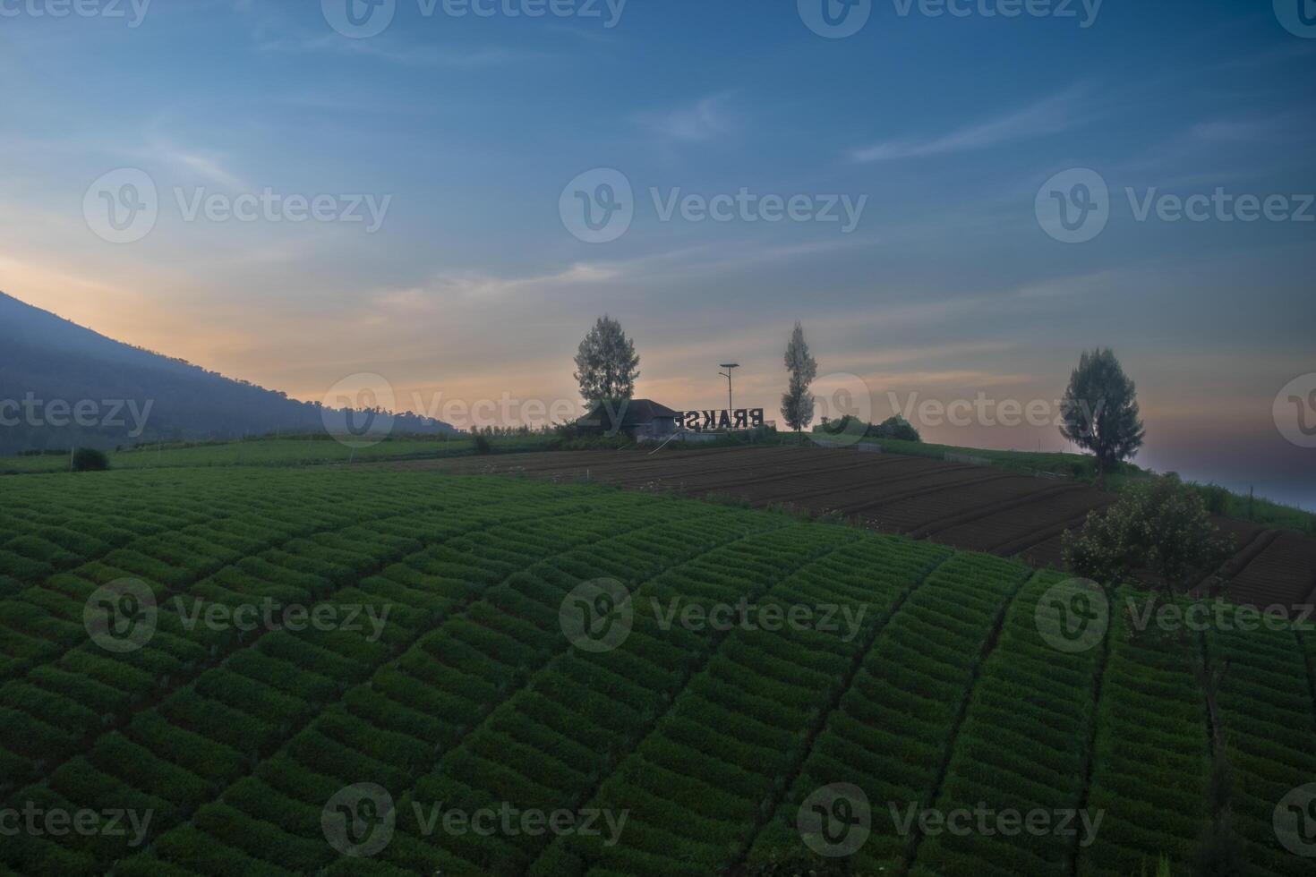 Beautiful view in the morning in a lush carrot plantation on a hill with mountains in the background. Serene atmosphere in a rural area in Batu, East Java, Indonesia. photo