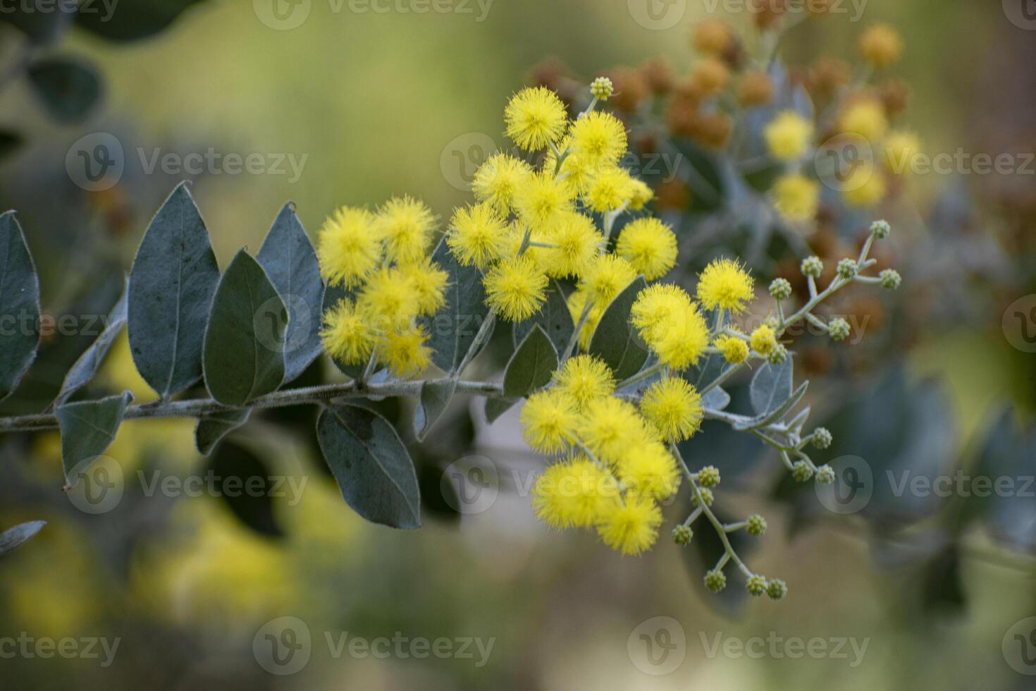 Acacia podalyriifolia, a perennial tree native to Australia used for environmental management and as an ornamental tree. photo