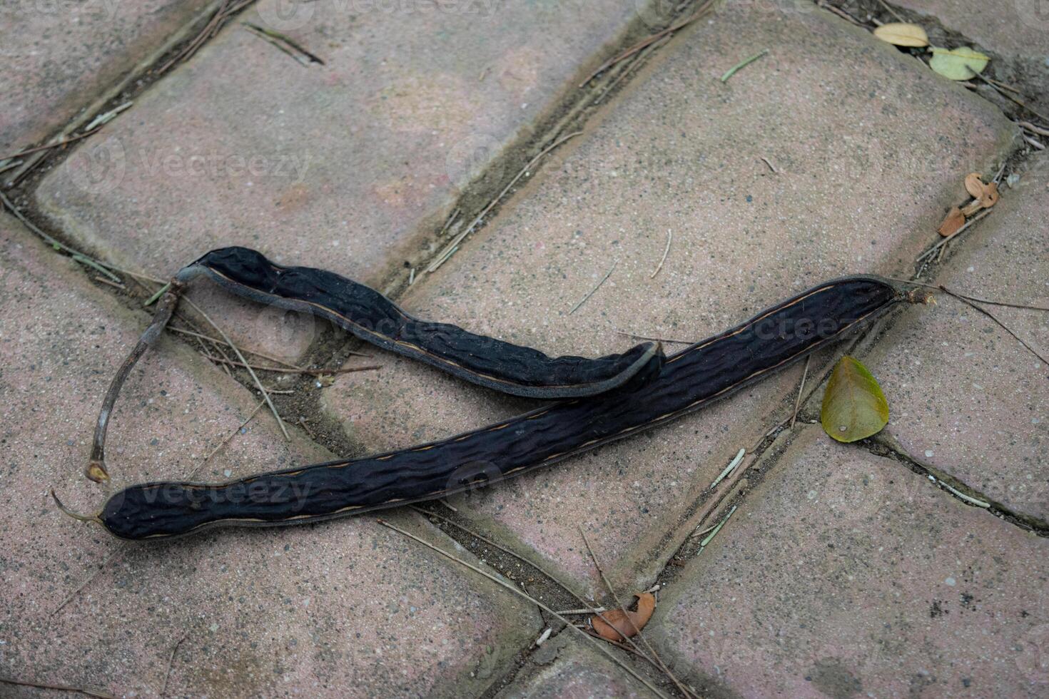The seed pods of Samanea saman, a species of flowering tree in the pea family, Fabaceae photo