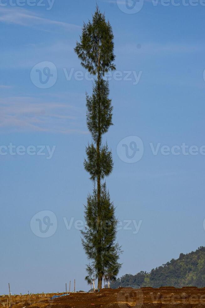 A tall pine tree in a plantation with a blue sky photo