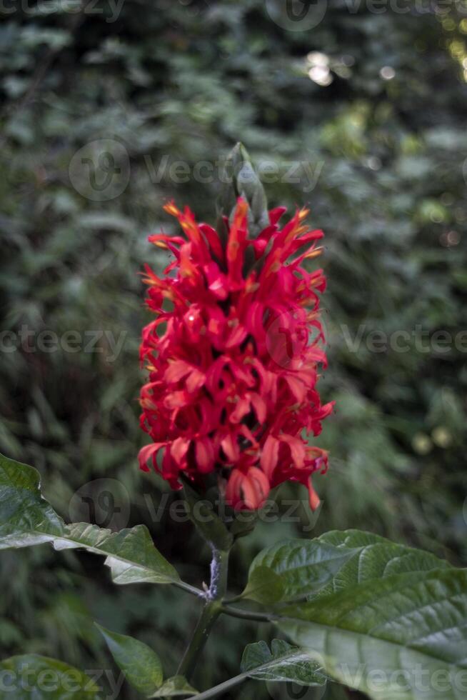 Pachystachys coccinea, the Cardinals guard, is a perennial evergreen shrub with ovate to elliptic dark leaves and red flowers on terminal spikes photo