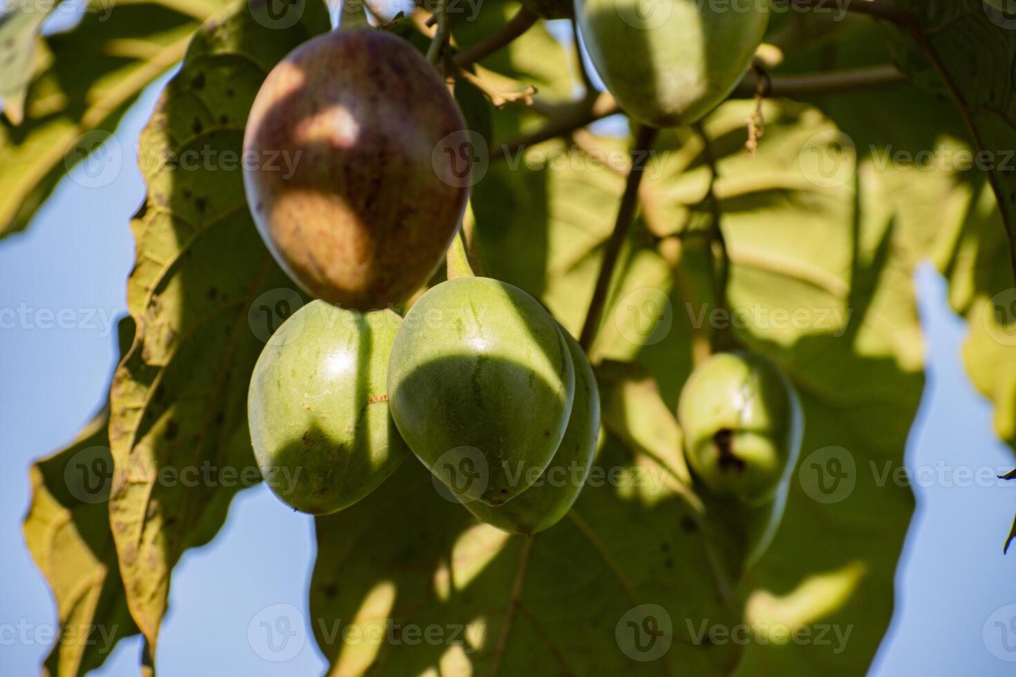 A cluster of tamarillos Solanum betaceum, a tree or shrub with egg shaped edible fruit. The common names include tree tomato, blood fruit, and terong Belanda or Dutch eggplant. photo