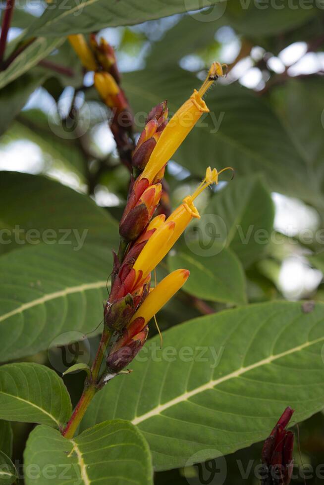 Closeup view of Sanchezia, a genus of the plant family Acanthaceae, cultivated as ornamental plants throughout the tropics and in botanical gardens of temperate areas. photo