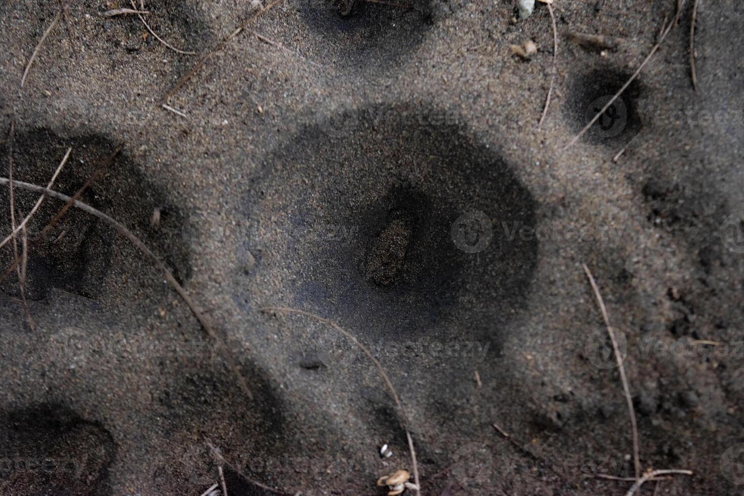 Funnel-shaped pit traps built by antlion larvae, species of predator insect in the neuropteran family Myrmeleontidae photo