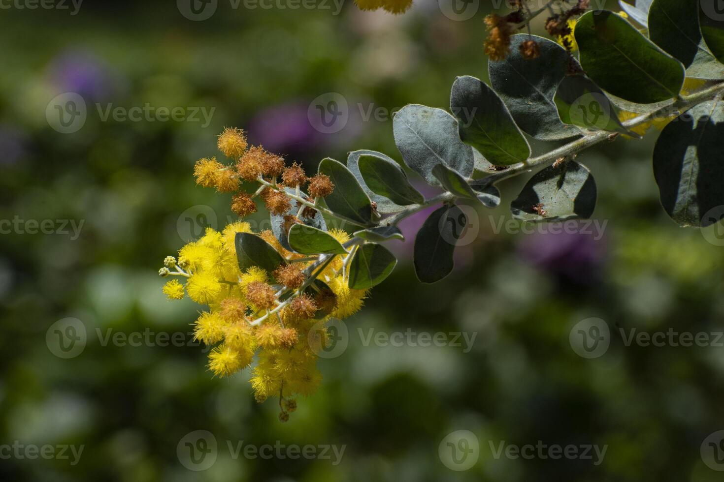 Acacia podalyriifolia, a perennial tree native to Australia used for environmental management and as an ornamental tree. photo