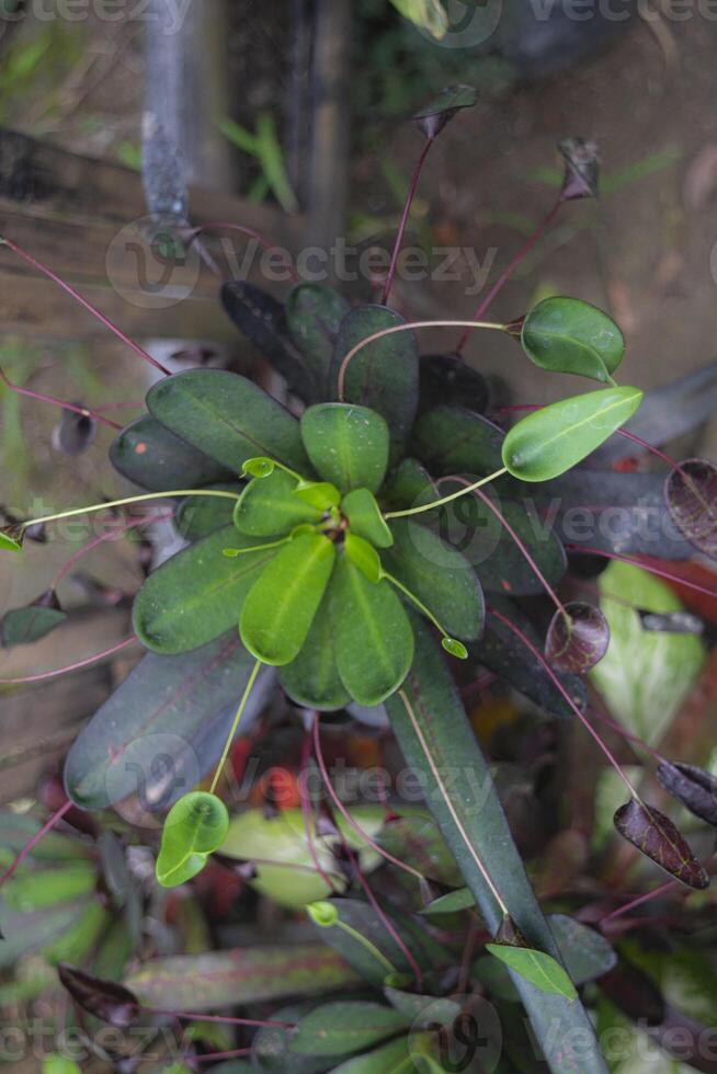 Codiaeum variegatum, commonly known as croton or puring, is a shrub that is popular as an ornamental houseplant with various leaf shapes and colors photo