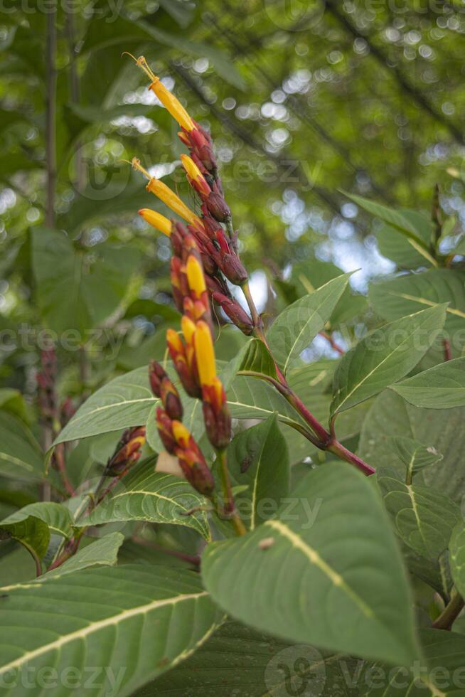 Sanchezia, a genus of the plant family Acanthaceae, cultivated as ornamental plants throughout the tropics and in botanical gardens of temperate areas. photo