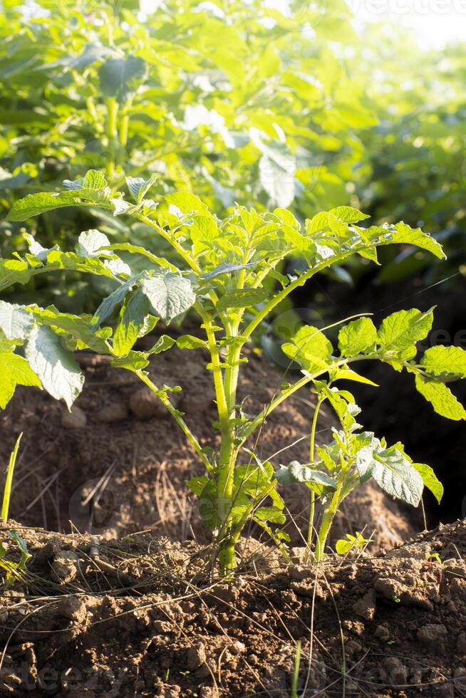 Solanum tuberosum, commonly known as potato, is a tuber native to the Americas and consumed as a staple food in many parts of the world. photo