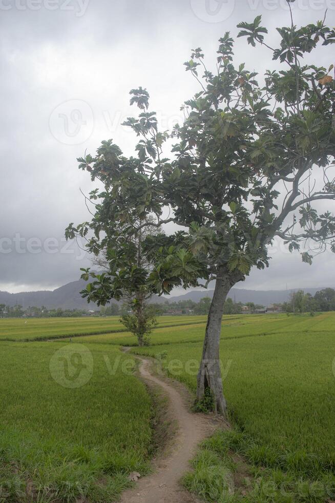 A peaceful view in the countryside with a path that cuts through rice fields and a shady tree. photo