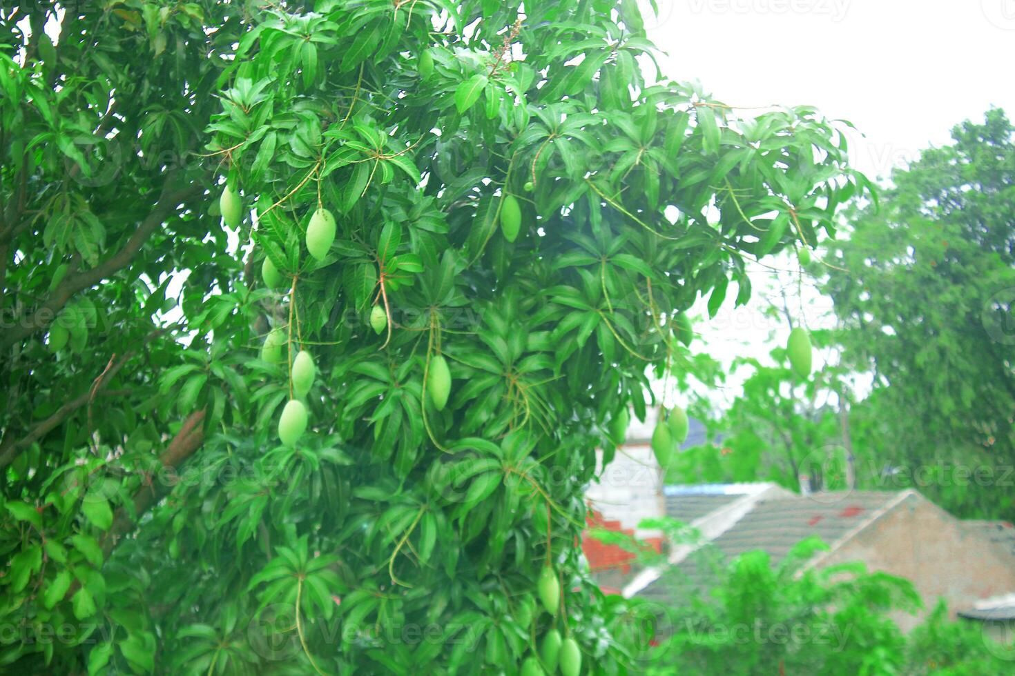 A mango tree that bears fruit when it is in season. photo