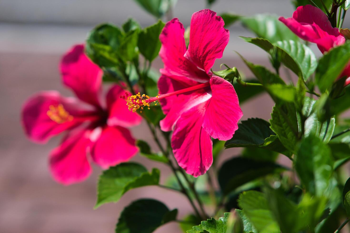 pink gumamela flower photo