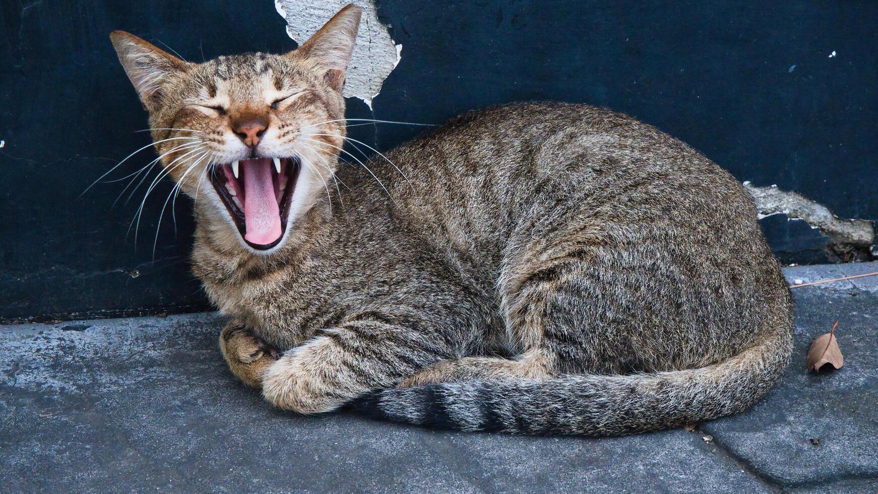 street cat in the philippines photo