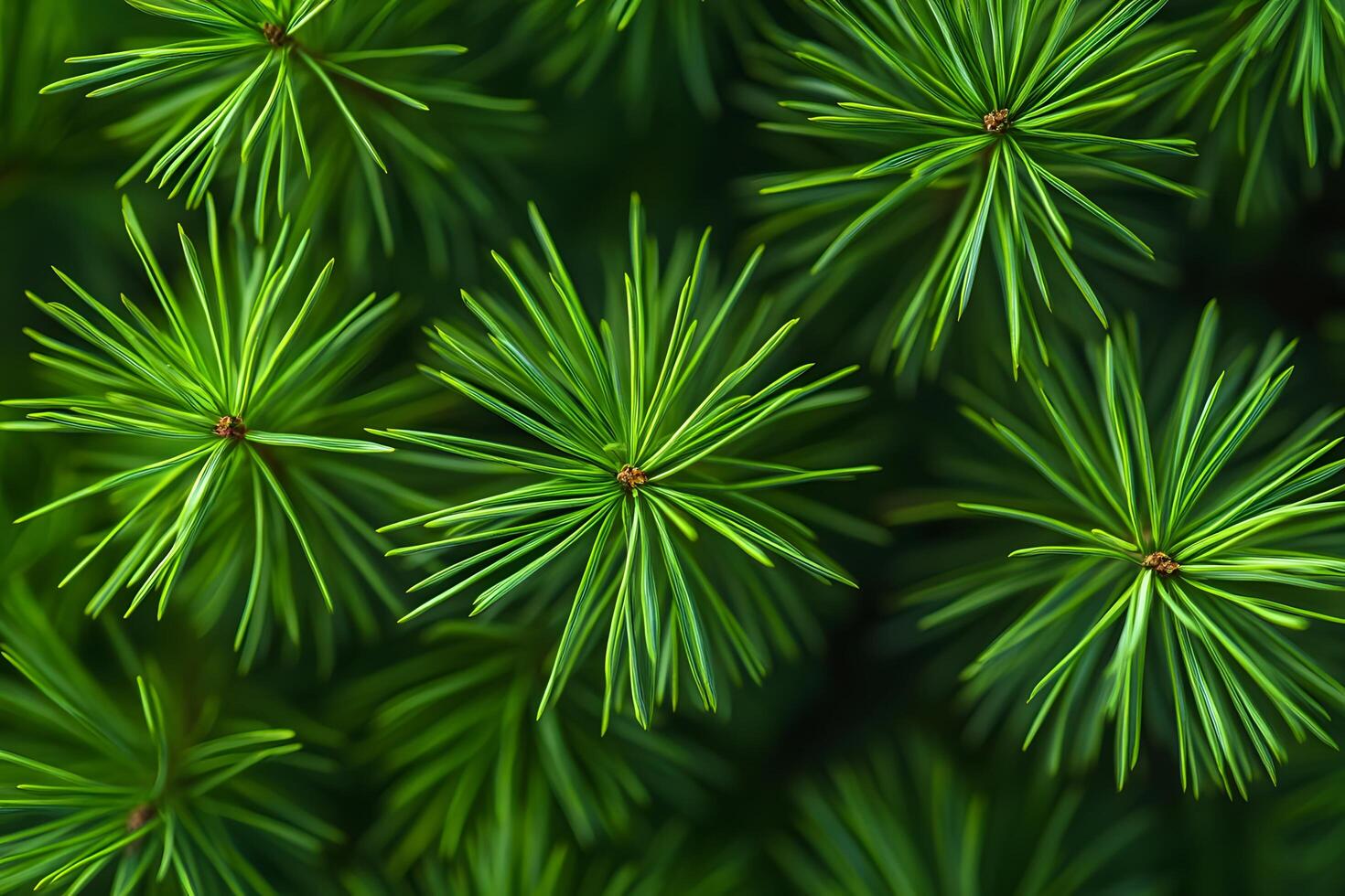 Vibrant Green Pine Needles in Macro Focus with Detailed Texture photo