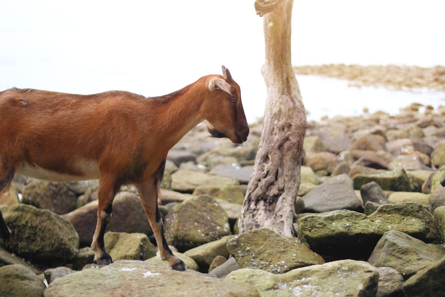 A goat standing on a rocky beach with a tree photo