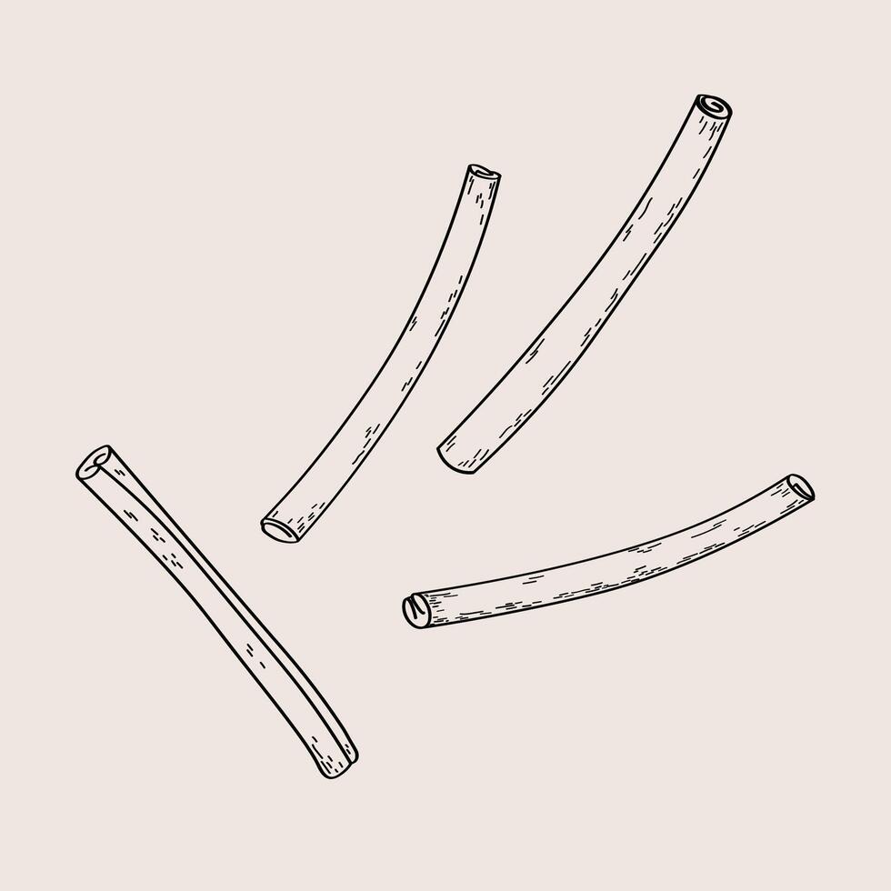 Illustration with Cinnamon sticks, bark brown spice. Hand drawn set with rolled cinnamons. Spicy seasoning, condiment aromatic ingredient for cooking, backing. Isolated background. Line art vector